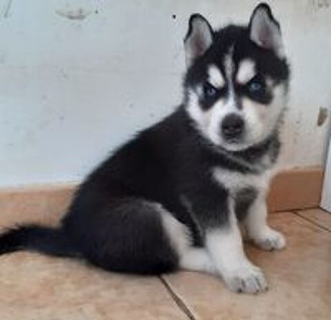   HUSKY MALE LOF YEUX BLEUS 
