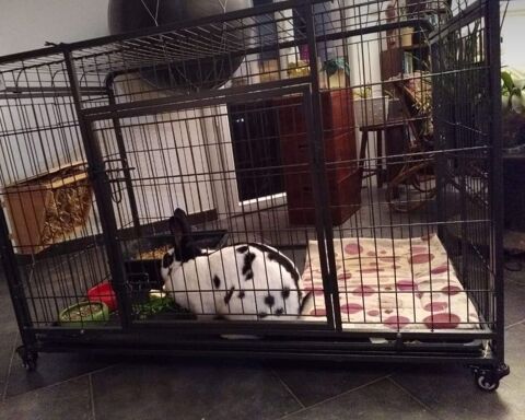 Grande cage pour lapins 300 45230 La bussi�re