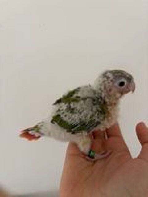   oiseau à vendre  