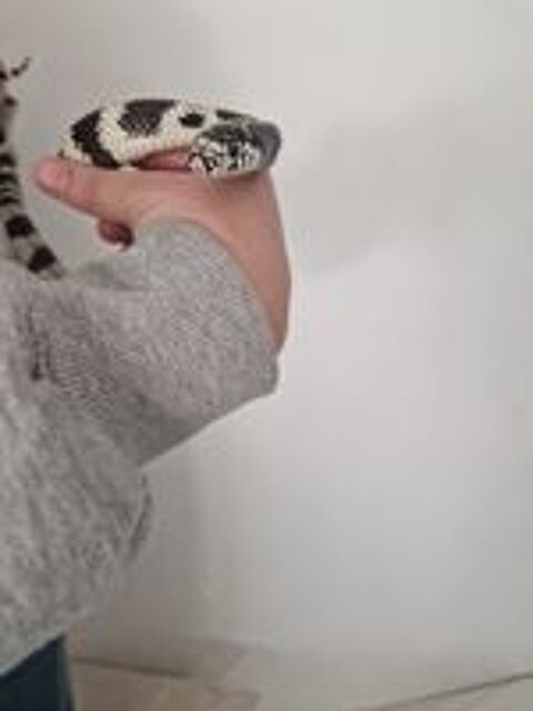    serpent roi de Californie  