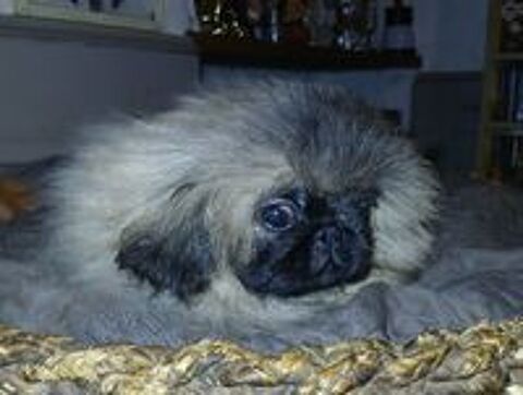   Chiot pekinois sable 