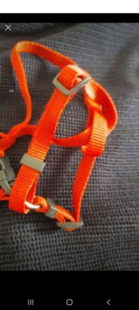 Harnais rouge 4 14170 Saint-pierre-sur-dives