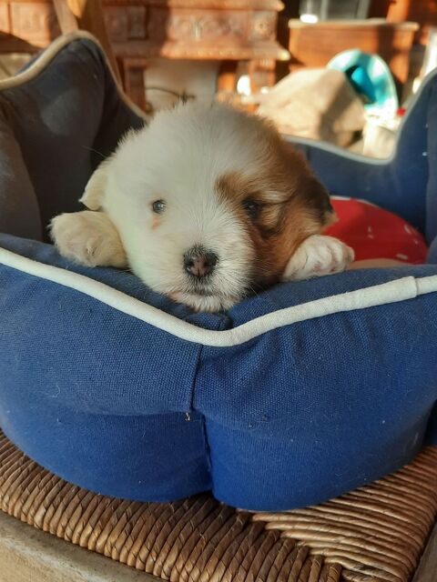 Coton de tulear 1400 26790 Tulette