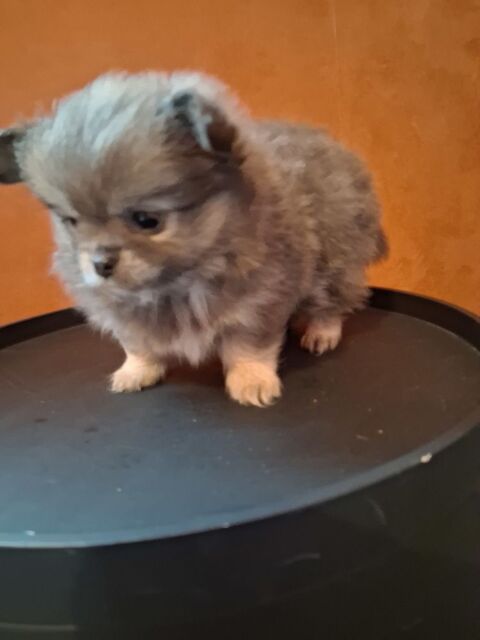 Adorables chiots Pomchi 700 76133 �pouville