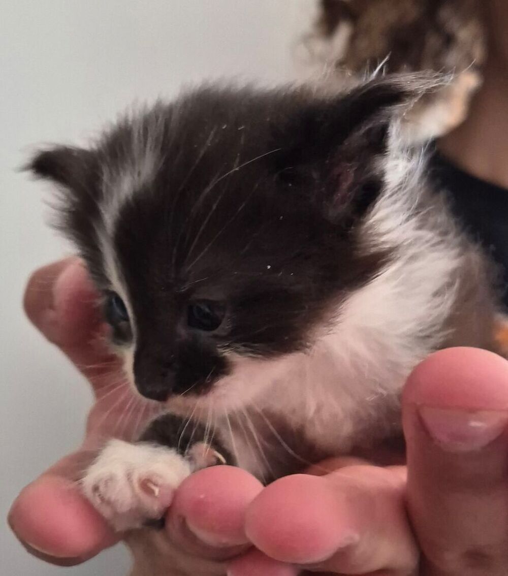   a réserver chatons Européen croisé Maine Coon 