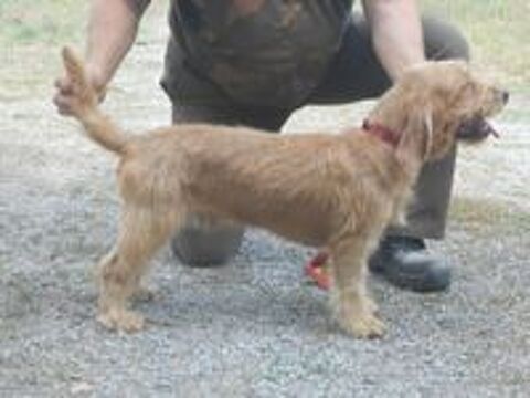   Chiots Basset Fauve de Bretagne LOF ou non LOF 