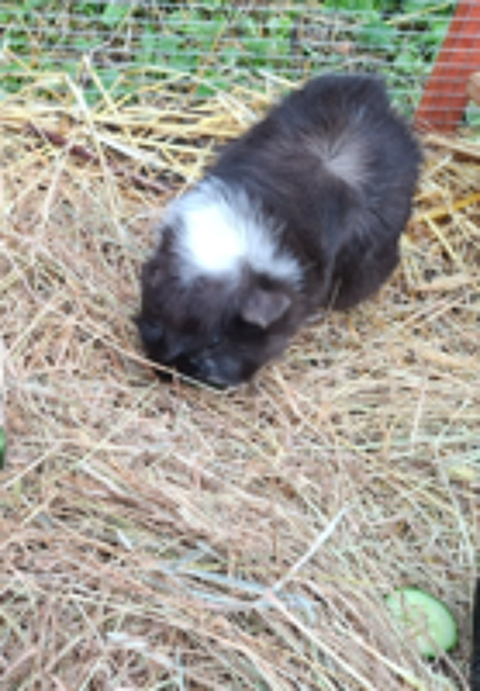   Sweety, cochon d'inde à adopter 
