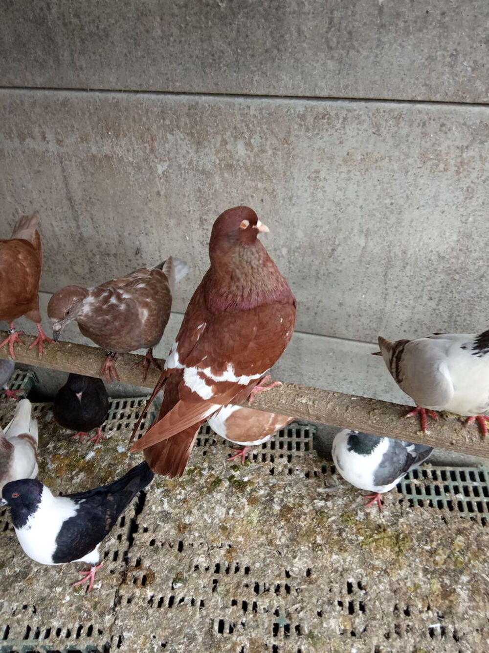   pigeons lynx de pologne nés 2024/2025. 