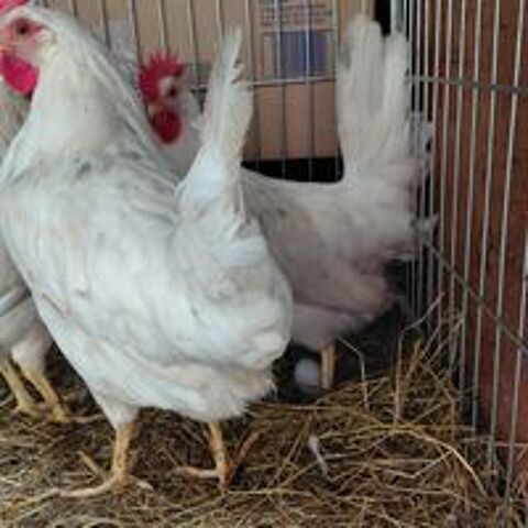   Poules pondeuses leghorn  