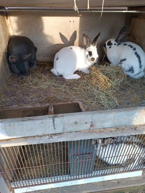 Lapin de clapier 8 15240 Antignac