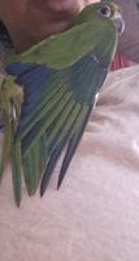   Conure aratinga hyper douce et calme 