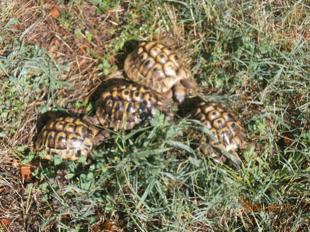   tortues Herman 