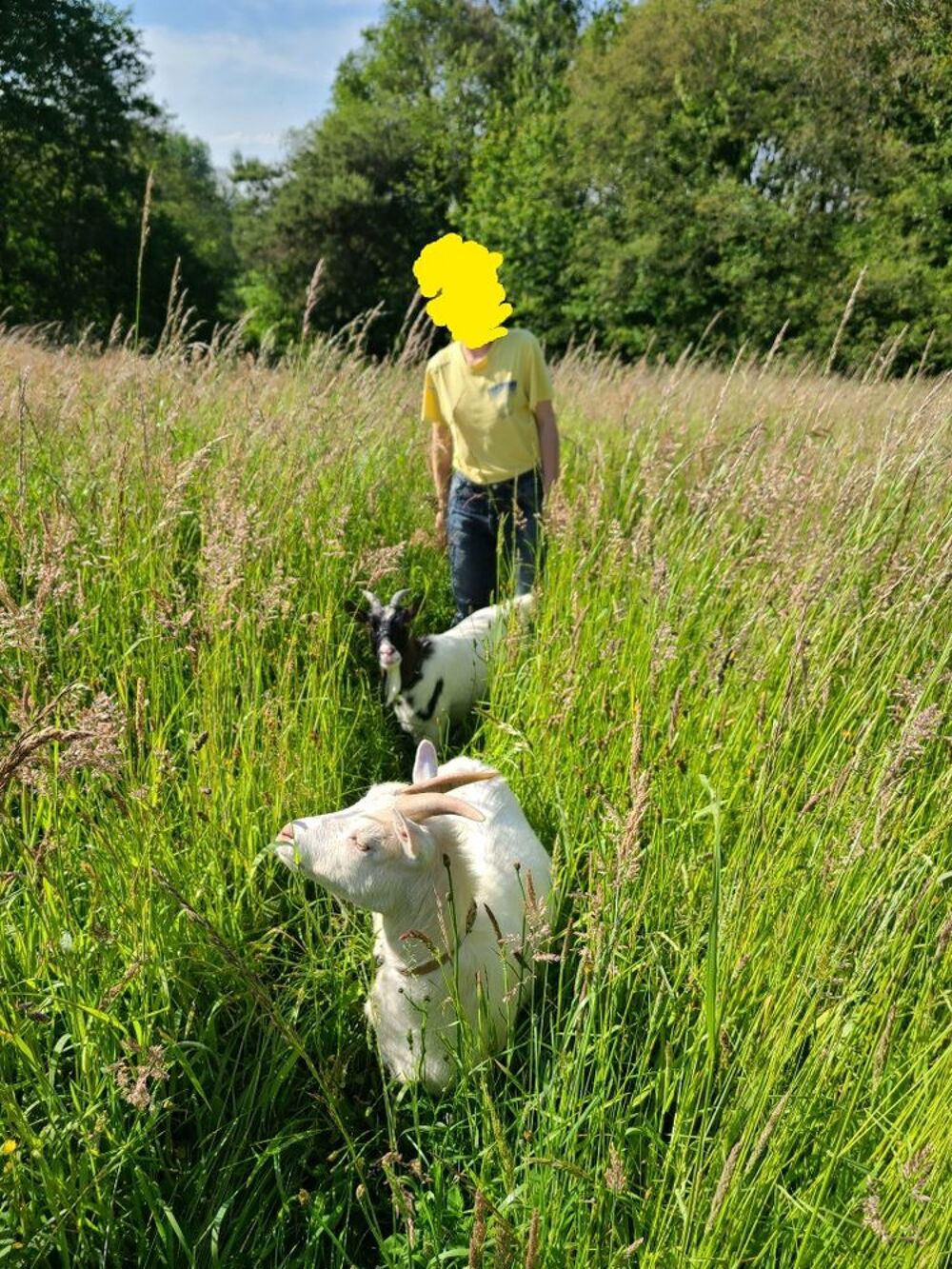   duo chèvres femelles à adopter . 