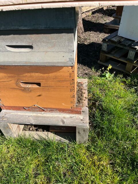 Essaims Abeilles Hiverns 110 Saint-Lys (31)