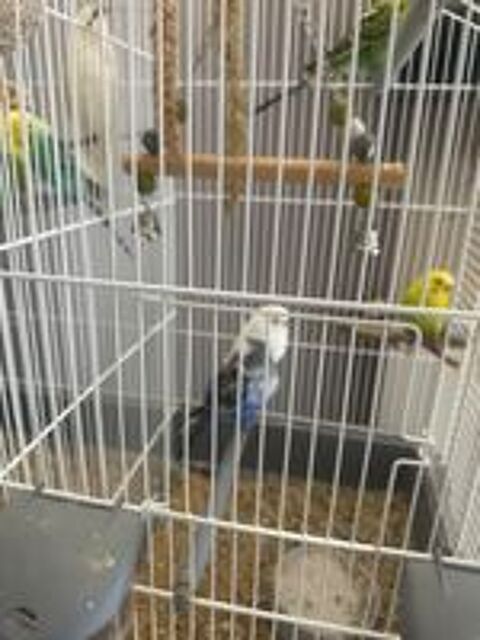   Perruches ondul�es  