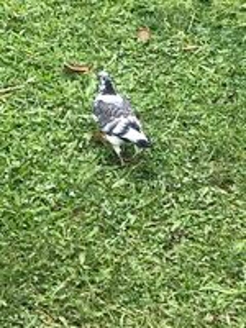   Pigeons culbutant plusieurs couleurs  