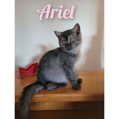 Chaton British shorthair  1100 59230 Saint-amand-les-eaux