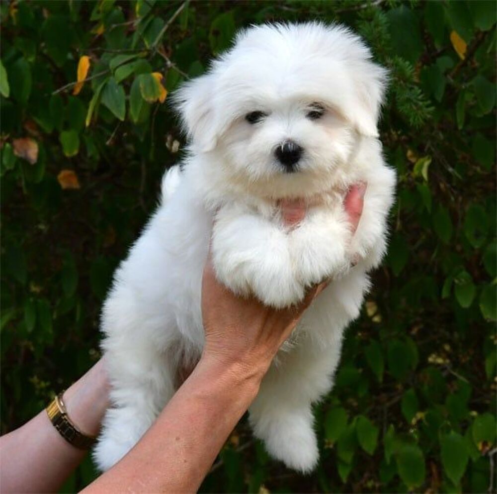   Magnifiques chiots Coton de tulear  