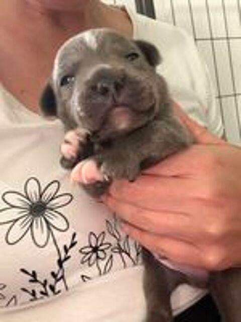   Chiot Staffordshire Bull Terrier  