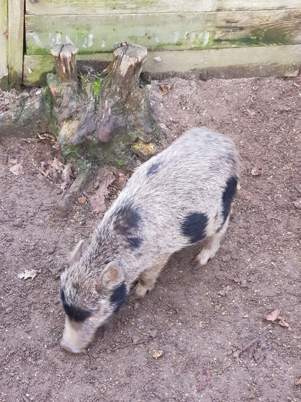   Cochons miniatures gottigen  