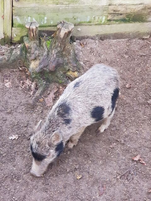 Cochons miniatures gottigen 50 45290 Langesse