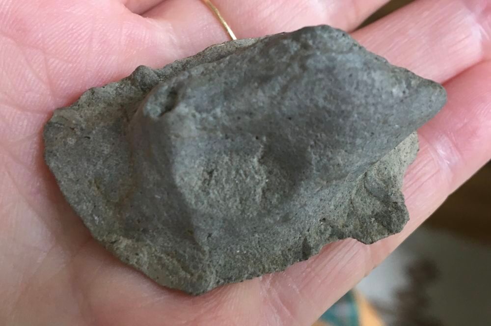 Coquillage fossilis&eacute; 