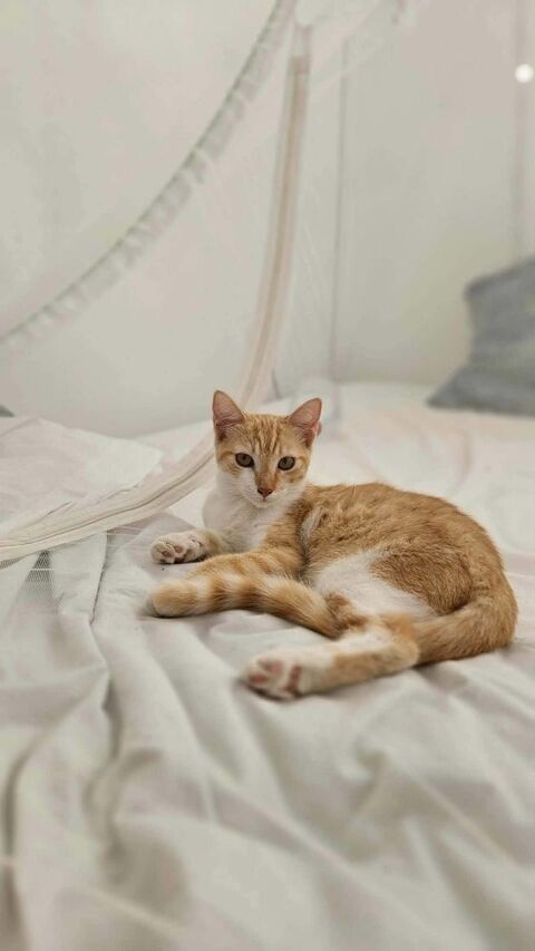 🐾 Bennington, femelle X europ&eacute;en n&eacute;e le 05/09/2025 🐱 200 78000 Versailles