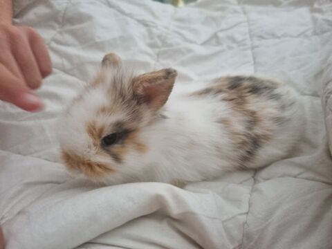 Lapin nain 35 13380 Plan-de-cuques