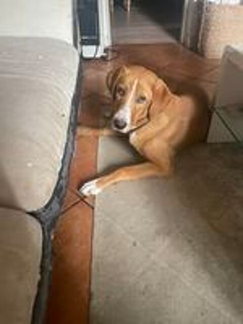   Donne chienne  
