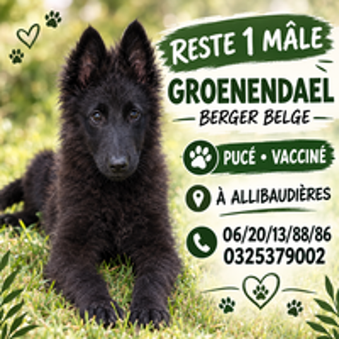   Chiots bergers belges gr?nendael  