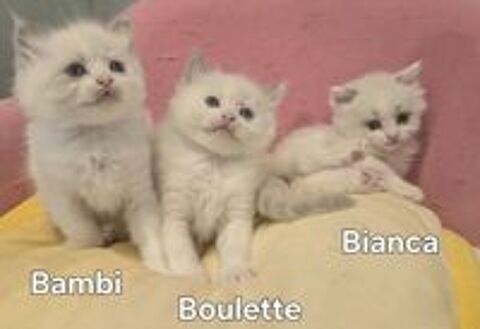   Adorables chatonnes Ragdoll a réserver 