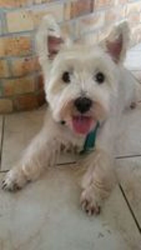   Garde animaux: chien, chat, rongeur,oiseau, tortue. 