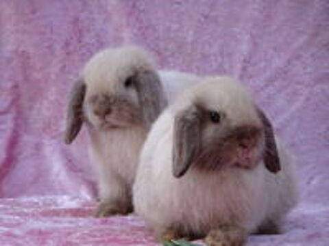   Bébés lapins minilop/ mini lop 
