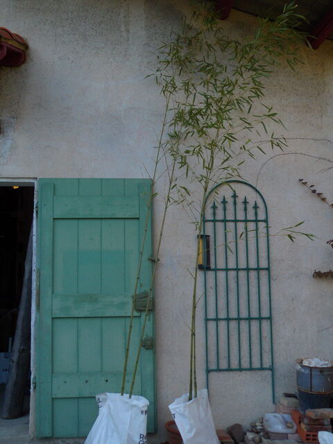 BAMBOUS 28 Aix-en-Provence (13)