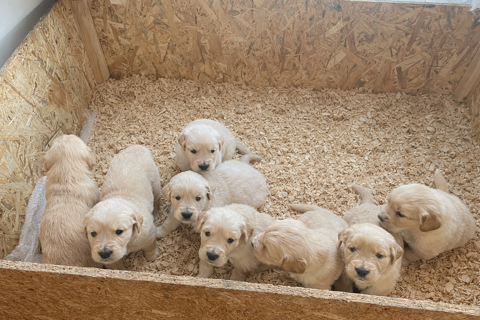 Chiot Golden retriever 800 12310 S�v�rac-l'�glise