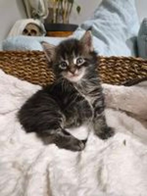   Chatons Maine Coon LOOF  