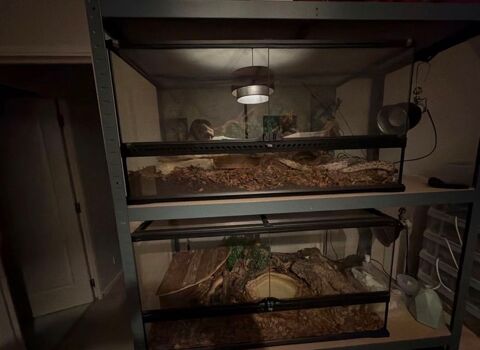 Couple Pantherophis Scaleless 
350 77170 Brie-comte-robert