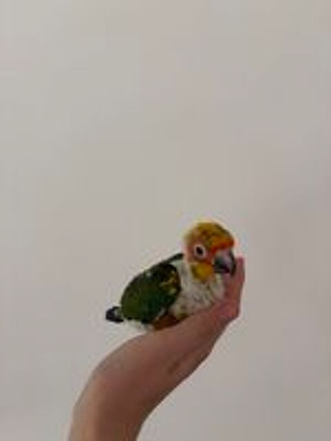   oiseau à vendre  