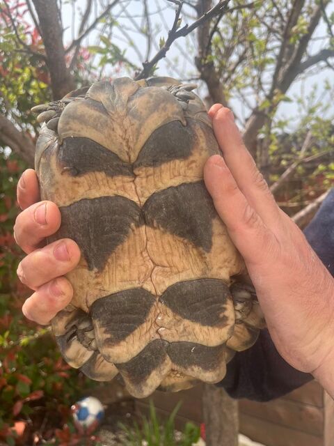 Tortue marginata 300 34230 Adissan