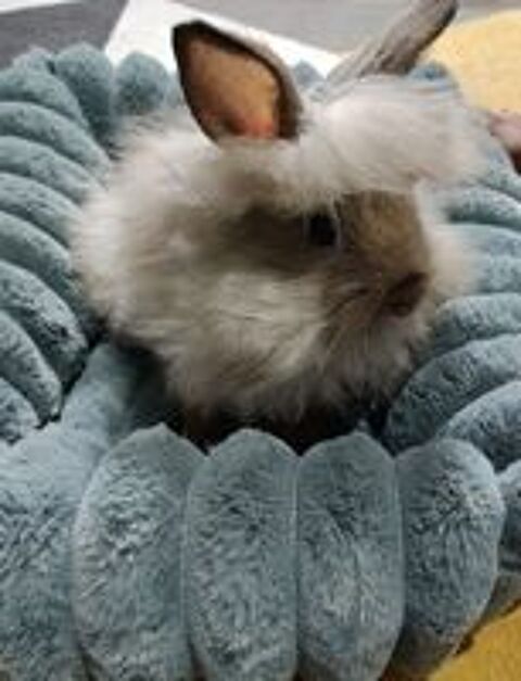   Adorable lapin nain tête de lion 