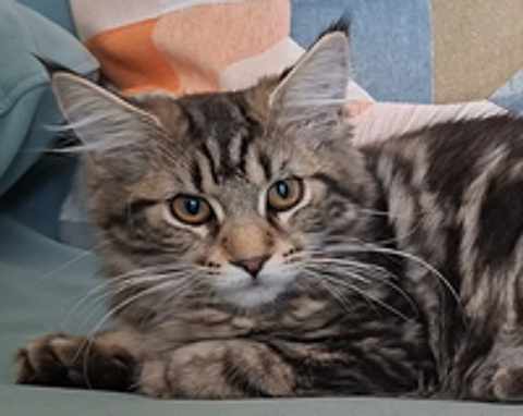  chaton femelle Maine Coon LOOF 