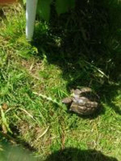   Tortue de terre 12 ans  
