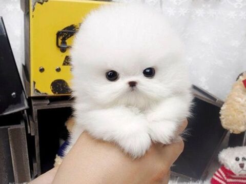 Magnifique b&eacute;b&eacute; spitz nain LOF 300 69100 Villeurbanne