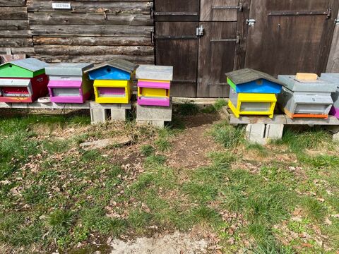 RUCHE 100 Avignon-l�s-Saint-Claude (39)