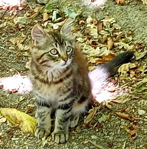 donne chatons 0 37190 Saché
