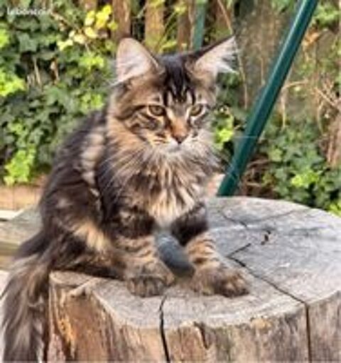   Femelle Maine Coon LOOF polydactyle aux quatre pattes 