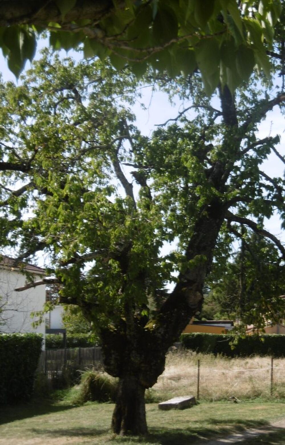 CERISIER Meubles