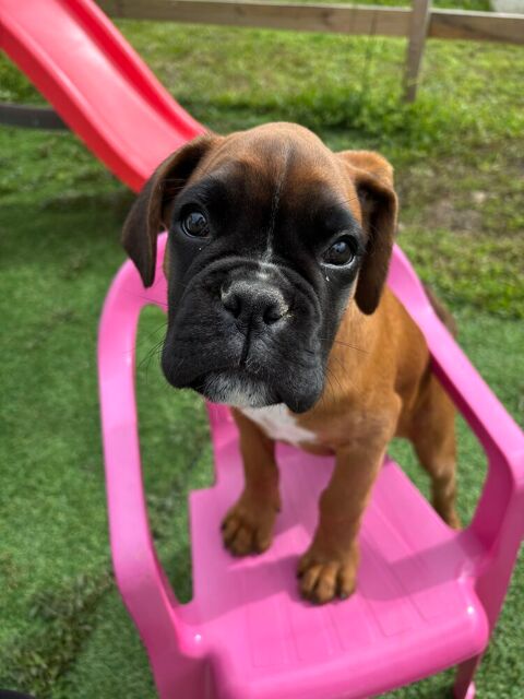 Boxer chiot 6 mois 1000 81400 Carmaux