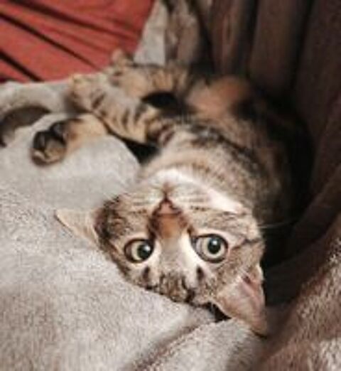  Adorable chatonne  