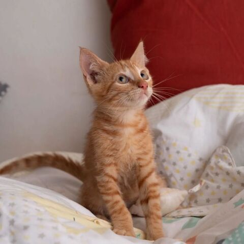 ✨️ NIRO ✨️ 🐱 210 95230 Soisy-sous-montmorency